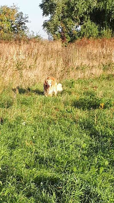 Wo sind die Golden Retriever Liebhaber?-Beitrag-Bild