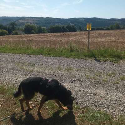 Hundetreffen-Spazierkumpel für lieben, älteren Hund gesucht-Bild