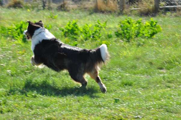 Australian Shepherd Freunde/innen-Beitrag-Bild