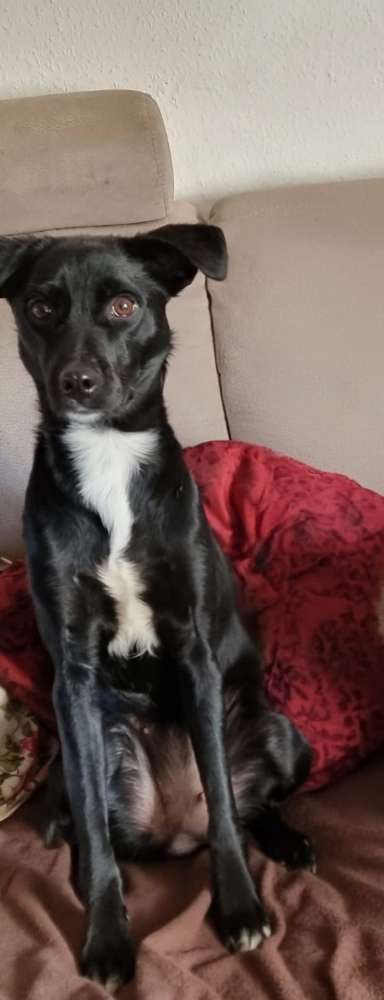 Hundetreffen-Liesel sucht trainingspartner-Bild