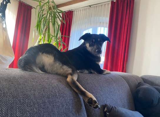 TierschutzhundeStammtisch🐕-Beitrag-Bild