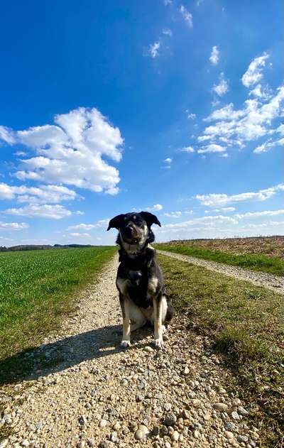 TierschutzhundeStammtisch🐕-Beitrag-Bild