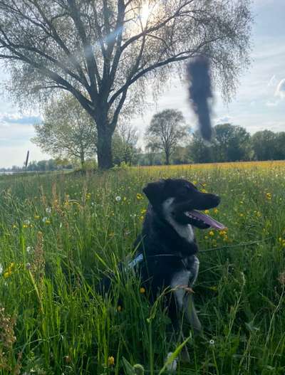 TierschutzhundeStammtisch🐕-Beitrag-Bild
