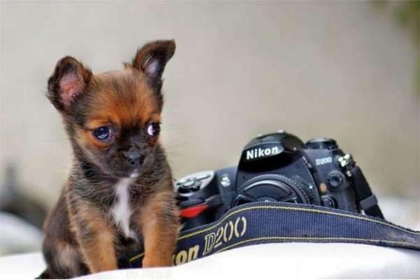 Welpen Bilder !-Beitrag-Bild