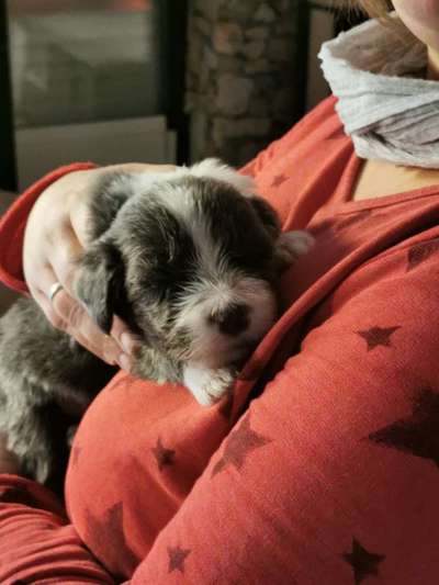 Welpen Bilder !-Beitrag-Bild