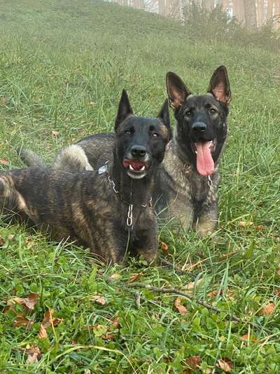 Deutsche Schäferhunde, Belgische Schäferhunde.-Beitrag-Bild