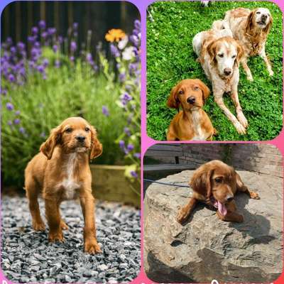 Hundeschulen-Dogs for Fun-Bild