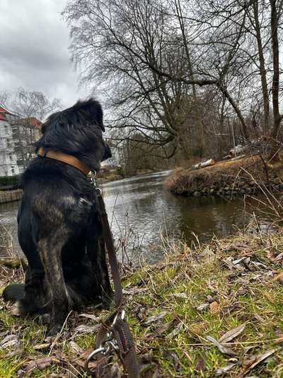 Hundetreffen-gassi runde ohne Kontakt-Bild