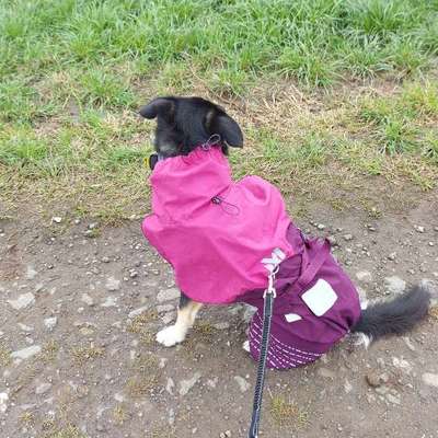 Hundemantel für schmalen großen Labrador-Beitrag-Bild