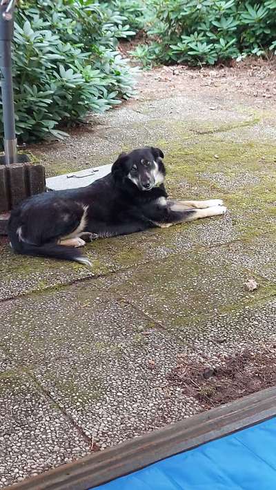 Unsere Fellnasen-Vielfalt im Überblick!-Beitrag-Bild