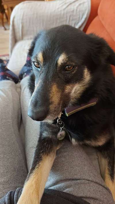 Welches Halsband für Tractive-Beitrag-Bild