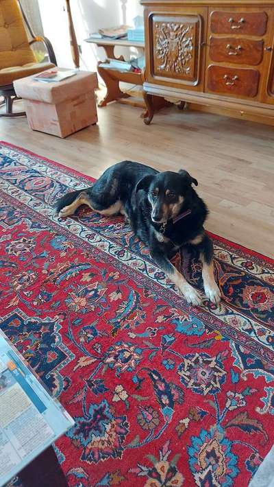 Spitzname(n) Deines Hundes-Beitrag-Bild