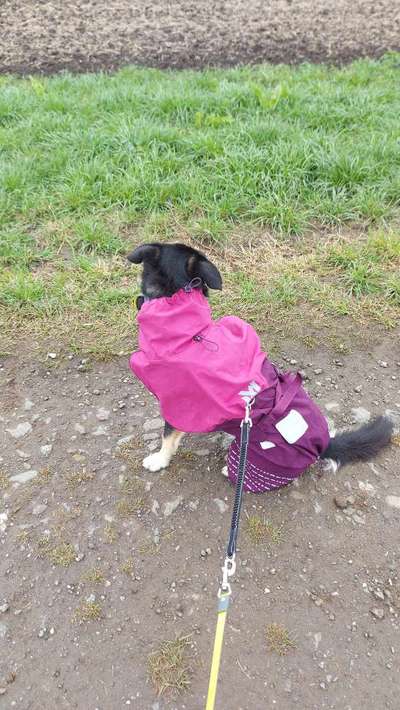 Regenmantel für den Hund (nötig?/Empfehlungen)-Beitrag-Bild