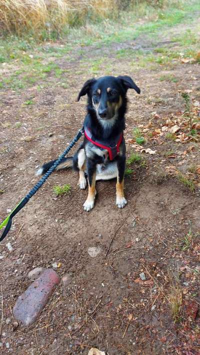 TierschutzhundeStammtisch🐕-Beitrag-Bild