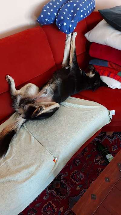 Lustigsten Bilder-Beitrag-Bild