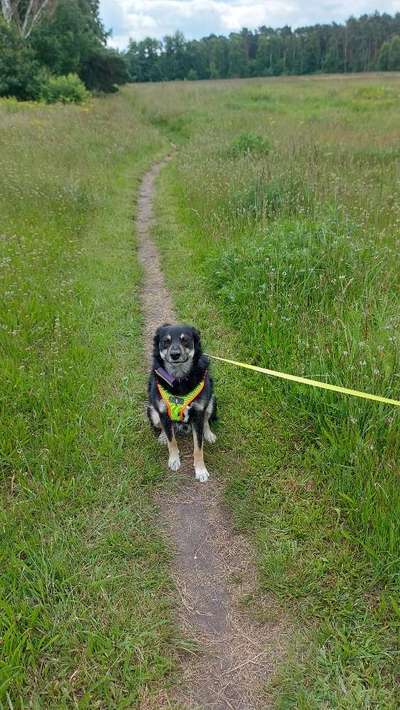 Wie kamst du zu deinem Hund?-Beitrag-Bild