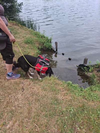 Hunderucksack Mehrtageswanderungen-Beitrag-Bild