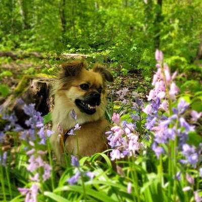 Hundetreffen-Spielkamerad und Vorbild gesucht-Bild