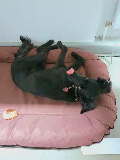 Dogorama Photo Challenge - Fail/Outtakes-Beitrag-Bild