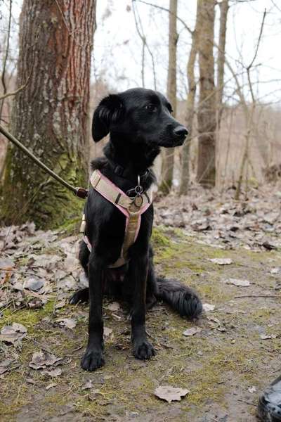 Black dogs are beautiful-Beitrag-Bild