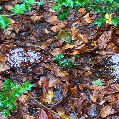 Giftköder-Vermeintlich Giftköder-Bild