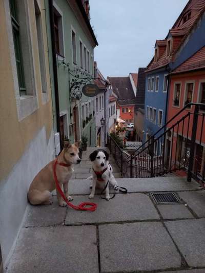 Dogorama Photo Challenge - Die besten Hundebuddys-Beitrag-Bild