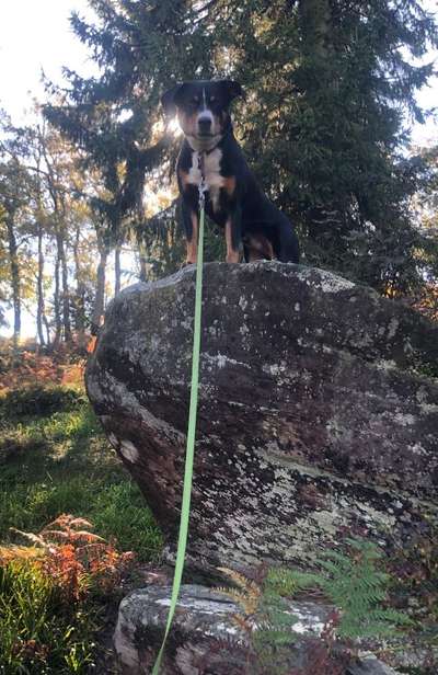 Appenzeller Sennenhunde-Beitrag-Bild