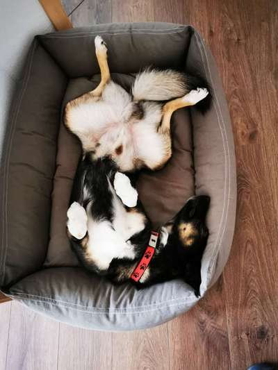 Die Dogorama Wochen Challenge-Beitrag-Bild