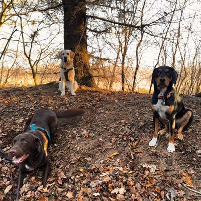 Hundetreffen-Gemeinsamer Social Walk-Bild