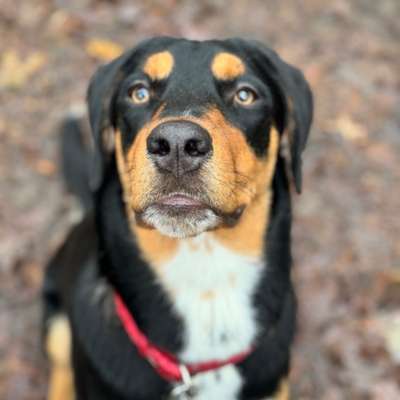 Hundetreffen-Gemeinsamer Social Walk