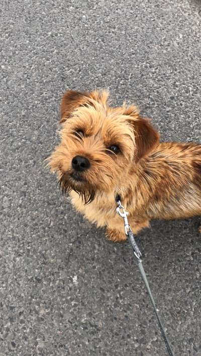 TierschutzhundeStammtisch🐕-Beitrag-Bild