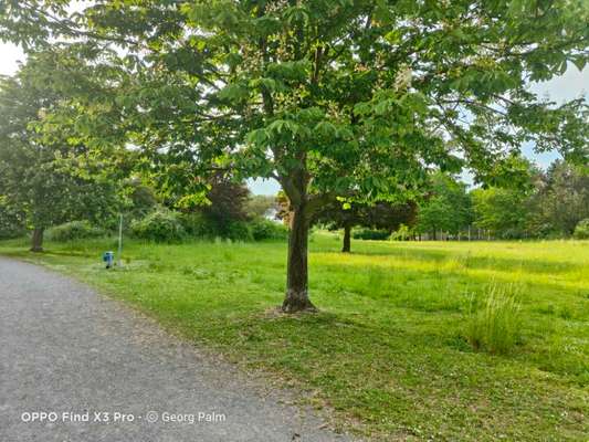 Hundeauslaufgebiet-Dorneburger Park-Bild