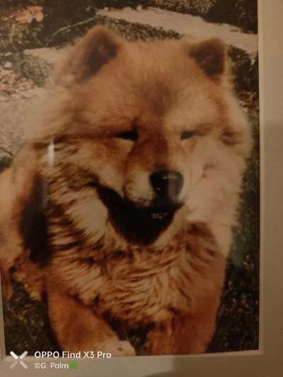 Was denkt ihr, welche Rassen könnten in ihm stecken?-Beitrag-Bild