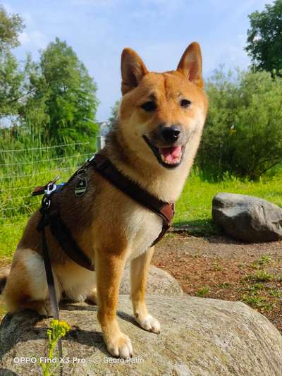 Shiba Inu und andere japanische Rassen!-Beitrag-Bild