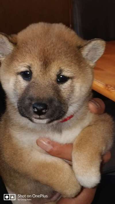 Welpen Bilder !-Beitrag-Bild