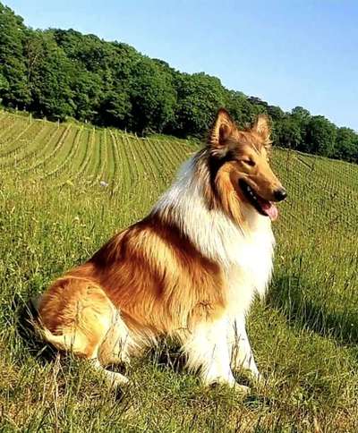 Langhaar Collies-Beitrag-Bild