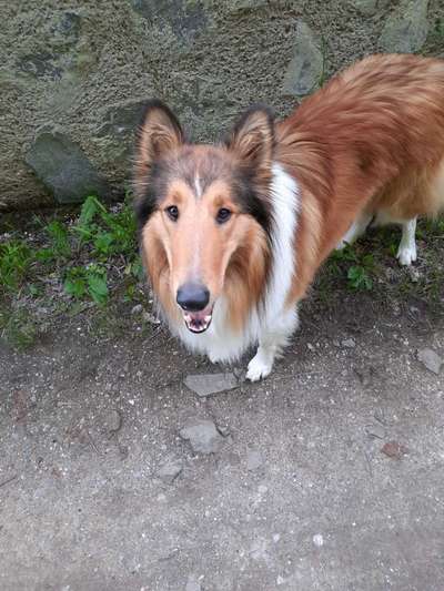 Langhaar Collies-Beitrag-Bild