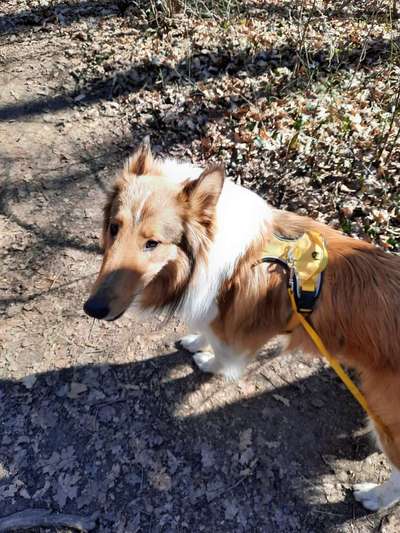 Langhaar Collies-Beitrag-Bild