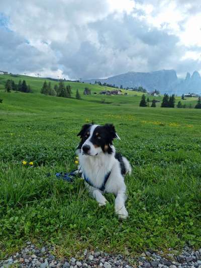 Hundetreffen-Positiver Sozialkontakt-Bild