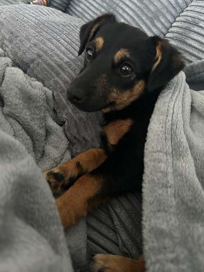 Hundetreffen-Hundefreund gesucht 🐾-Bild
