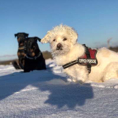 Die Dogorama Kalender Challenge Teil 2/4-Beitrag-Bild