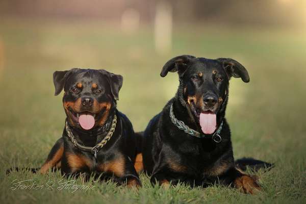 Boxer ???-Beitrag-Bild