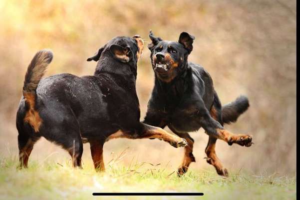 Cora und Amy beim spielen .-Beitrag-Bild