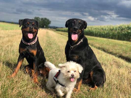 Mehrere Hunde zuhause !-Beitrag-Bild