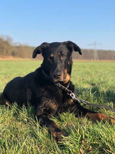 Seltene Rassen!-Beitrag-Bild