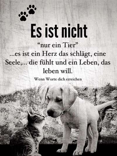 Berührende Hunde Bilder/Videos-Beitrag-Bild