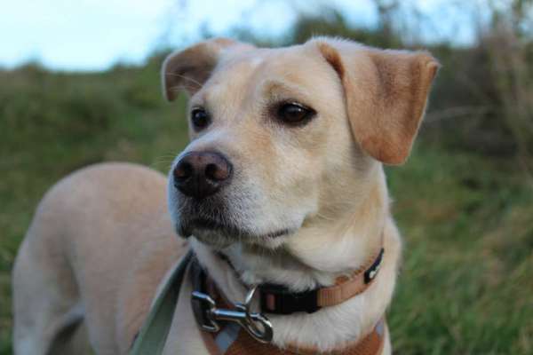 Professionelle Kamera für Hunde Fotografie-Beitrag-Bild