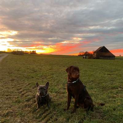 Hundetreffen-Social Walk Whatsappgruppe-Bild