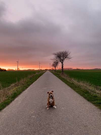 Hundetreffen-Spaziergang 🐶-Bild