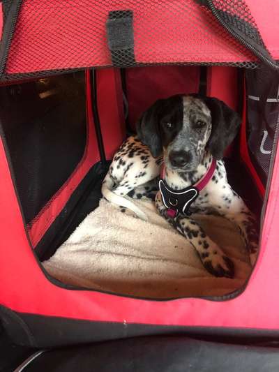 Welpen Bilder !-Beitrag-Bild